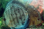 Symphysodon aequifasciatus - 